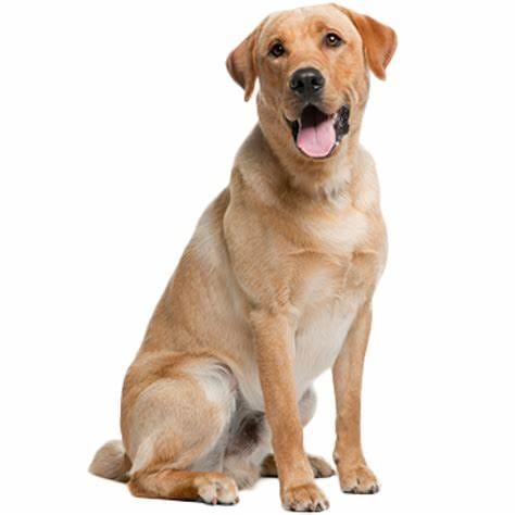 Pet Care in the United States Comprehensive Guide